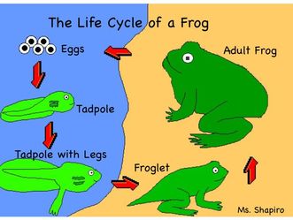 Life cycles of animals and plantsStage 2 - Home